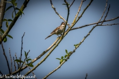 Male Whitethroat on Branch Side View