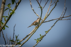 Male Whitethroat on Branch Side View