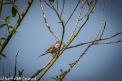 Male Whitethroat on Branch Side View