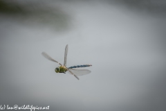 Dragonfly in Flight