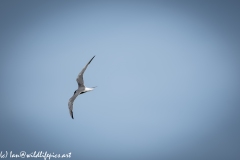 Tern in Flight