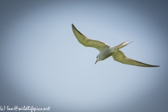 Tern in Flight