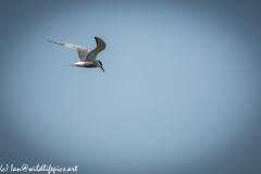 Tern in Flight