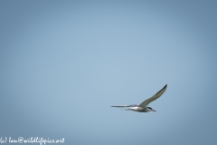 Tern in Flight