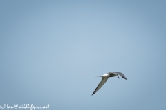 Tern in Flight