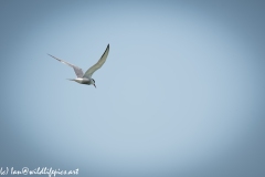 Tern in Flight