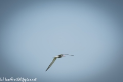 Tern in Flight