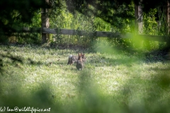 Hares in Field