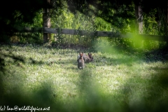 Hares in Field