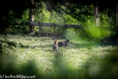 Hares in Field