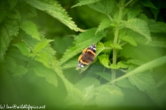 Red Admiral Butterfly on Nettles Top View