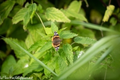 Red Admiral Butterfly on Nettles Top View