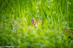 Chinese Water Deer Front Head View