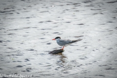 Common Tern Standing on Branch out of Water Side View