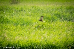 Male Marsh Harrier Carrying Bird in Flight Side View