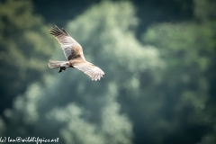 Male Marsh Harrier Carrying Bird in Flight Top Side View