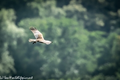 Male Marsh Harrier Carrying Bird in Flight Top Side View