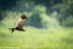 Male Marsh Harrier Carrying Bird in Flight Side View