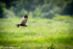 Male Marsh Harrier Carrying Bird in Flight Side View