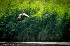 Male Marsh Harrier Carrying Bird in Flight Side View