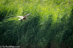 Male Marsh Harrier Carrying Bird in Flight Side View