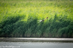 Male Marsh Harrier Carrying Bird in Flight Side View