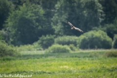 Male Marsh Harrier Carrying Bird in Flight Side View