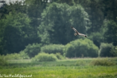 Male Marsh Harrier Carrying Bird in Flight Side View