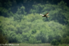 Male Marsh Harrier Carrying Bird in Flight Side View