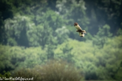 Male Marsh Harrier Carrying Bird in Flight Side View