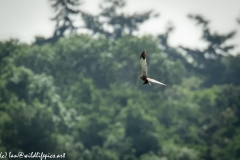 Male Marsh Harrier Carrying Bird in Flight Side View