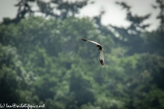 Male Marsh Harrier Carrying Bird in Flight Side View