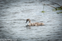 Mute Swan Cygnet on Water Side View