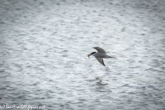 Common Tern with Fish in Flight Side View