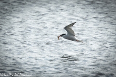 Common Tern with Fish in Flight Side View