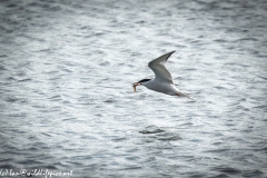Common Tern with Fish in Flight Side View