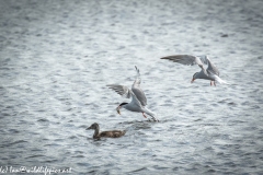 Common Terns One  with Fish in Flight Side View