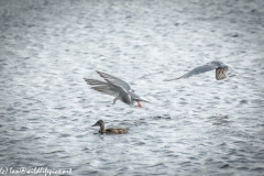 Common Terns One  with Fish in Flight Side View