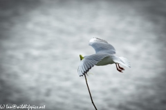 Black Headed Gull Carrying Stick in Flight Side View