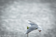 Black Headed Gull Carrying Stick in Flight Side View