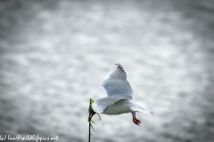 Black Headed Gull Carrying Stick in Flight Side View