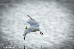 Black Headed Gull Carrying Stick in Flight Side View