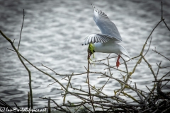 Black Headed Gull Carrying Stick in Flight Side View