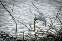 Black Headed Gull Carrying Stick in Flight Side View