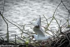 Black Headed Gull Nest Building Side View