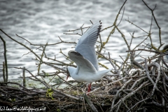 Black Headed Gull Nest Building Side View