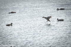 Female Mallard Duck Landing on Water Side View