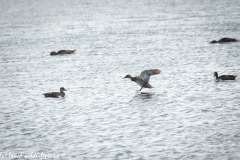 Female Mallard Duck Landing on Water Side View