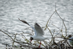 Black Headed Gull Nest Building Side View