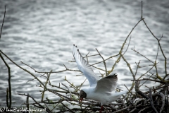 Black Headed Gull Nest Building Side View